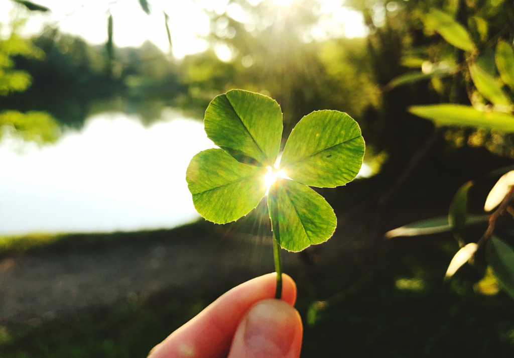 A four-leaf clover with the sun backlighting it