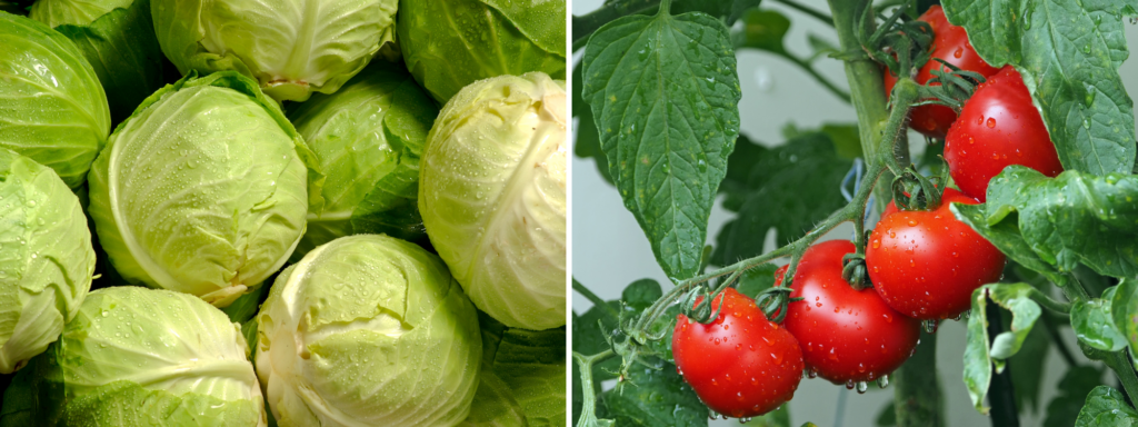 Left: Cabbage
Right: Tomato