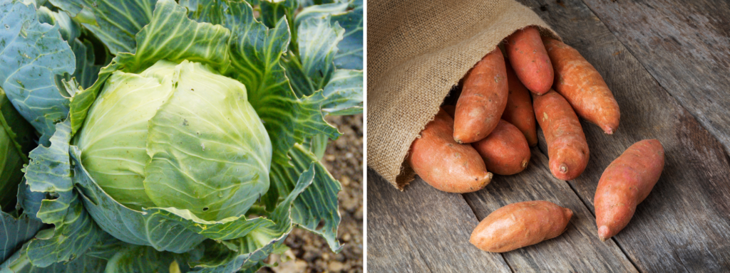 Left: Cabbage
Right: Sweet potatoes