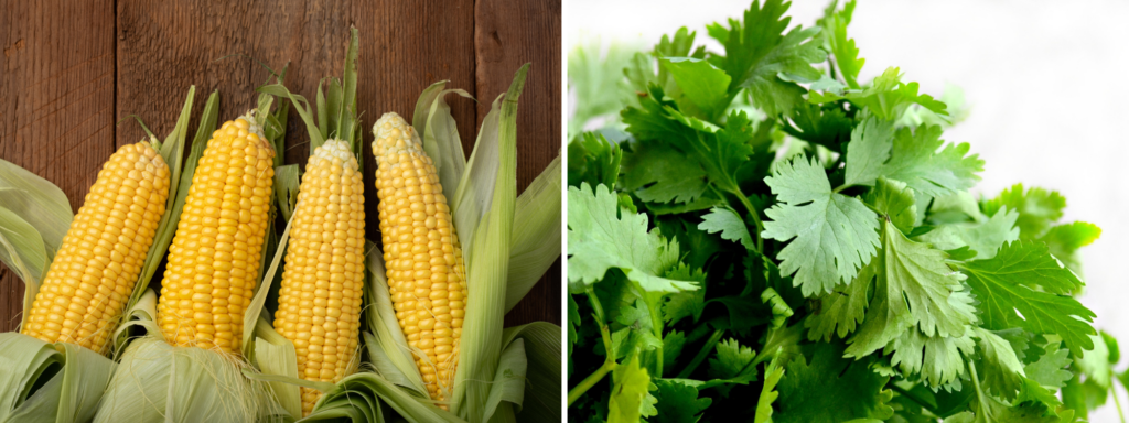 Left: Corn
Right: Cilantro