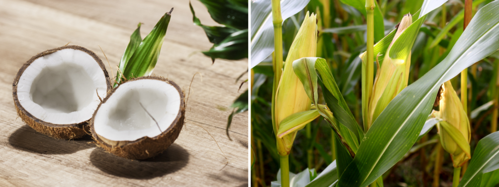 Left: Open Coconut
Right: Corn in the field